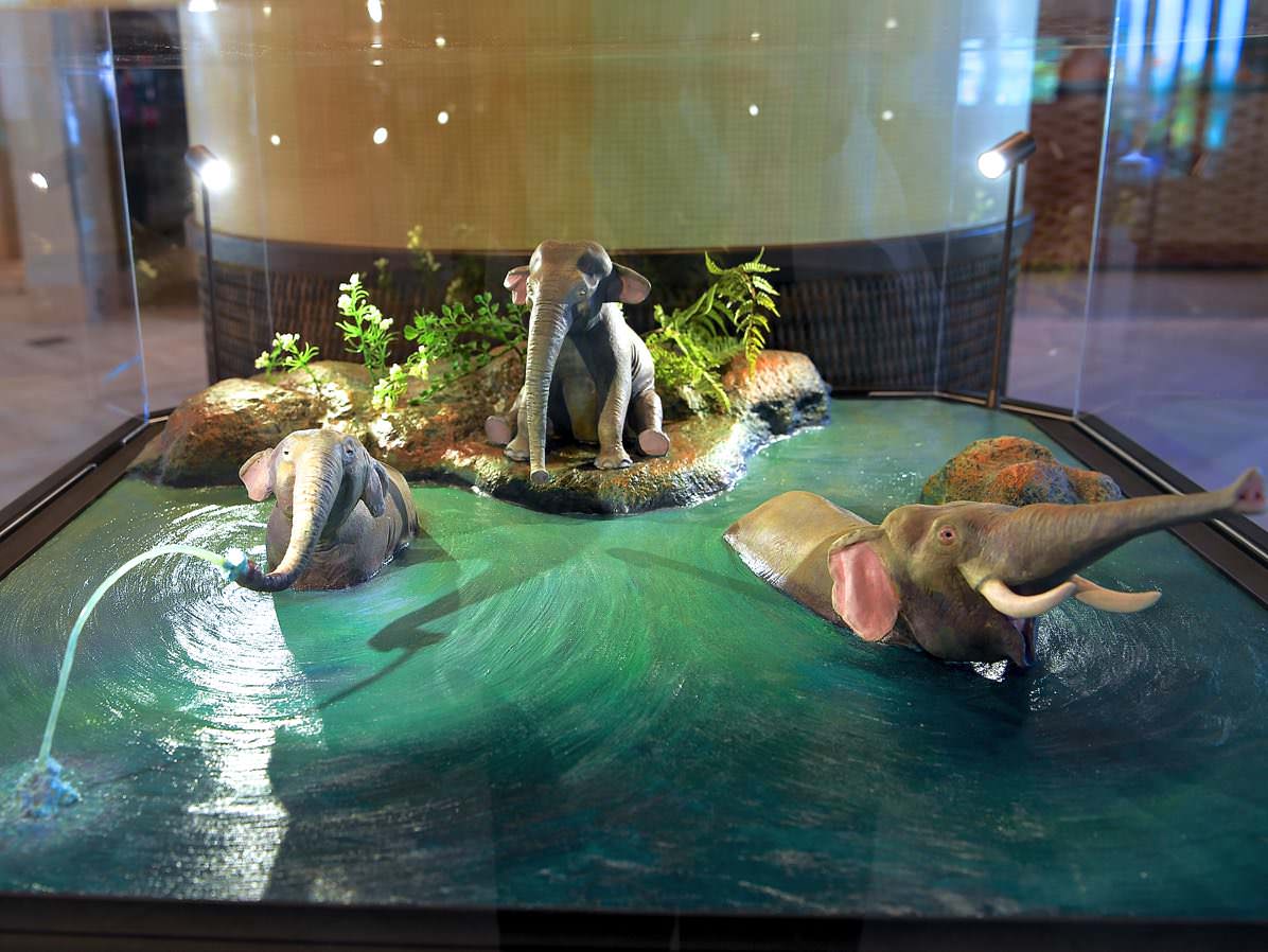 ｢ジャングルクルーズ：ワイルドライフ・エクスペディション｣の水浴びをする象たち