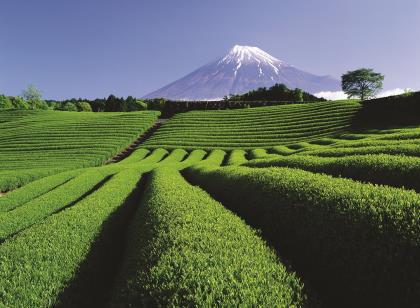 静岡抹茶スイーツまつり