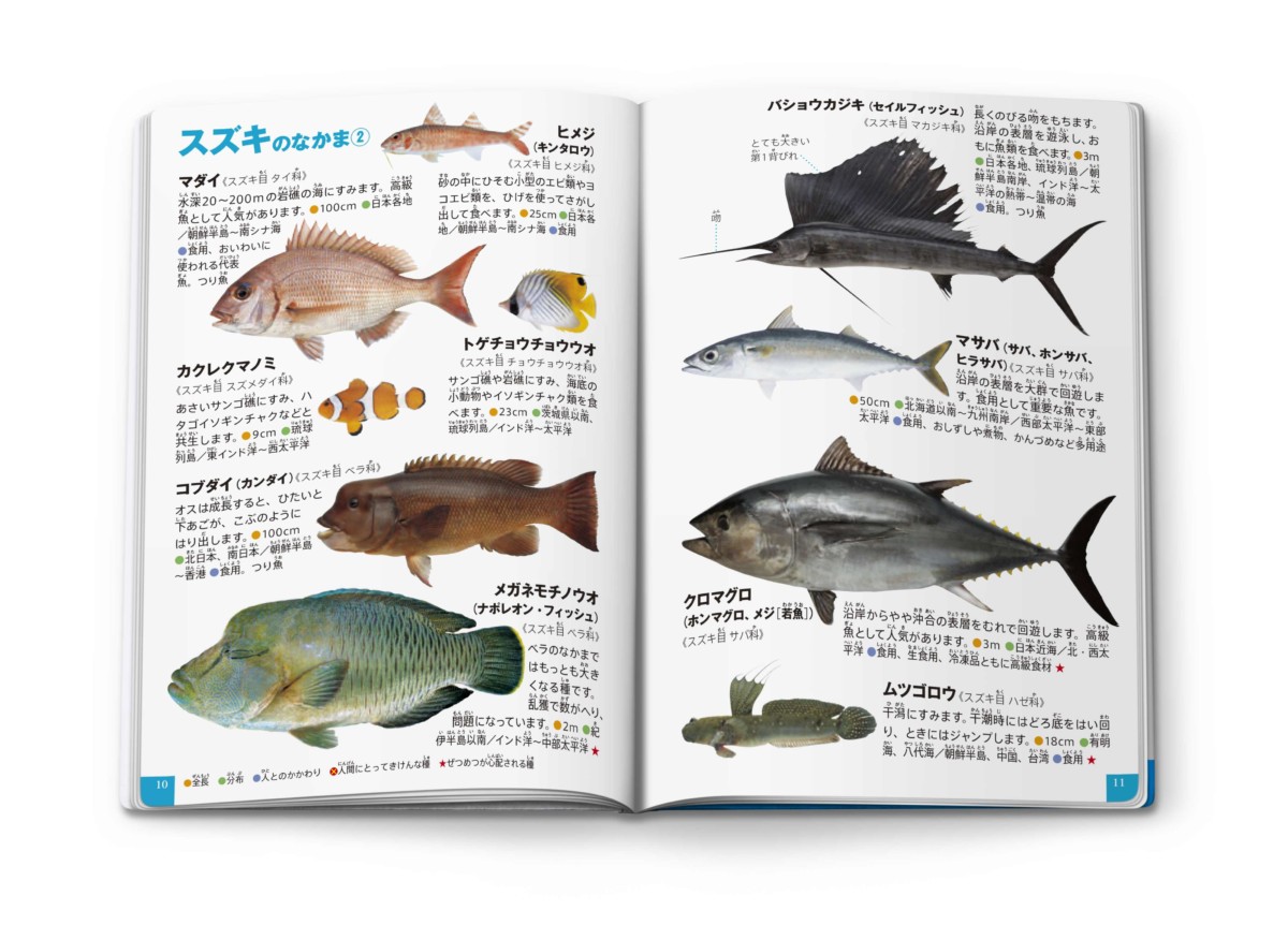 ミニ図鑑「魚/うみのさかな」3