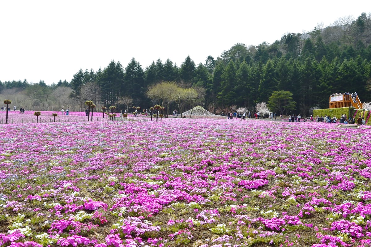 2019富士芝桜まつり2