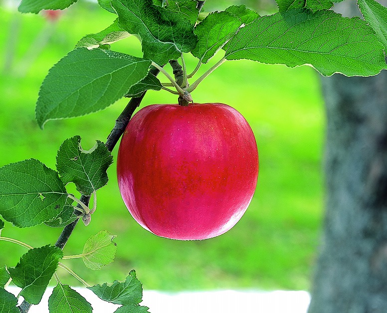 “りんご王国”青森県が誇る 紅玉（こうぎょく）