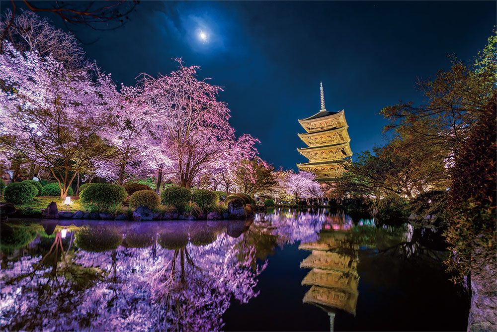 月夜に咲く（京都）