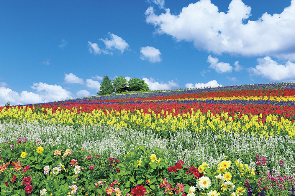 富良野を彩る花の丘（北海道）