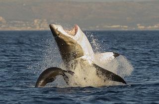 シャーク・マンス[最強のハンター：サメ]SharkKillZone_6(c) Sergei Uryadnikov (slash) iStockphoto LP_軽