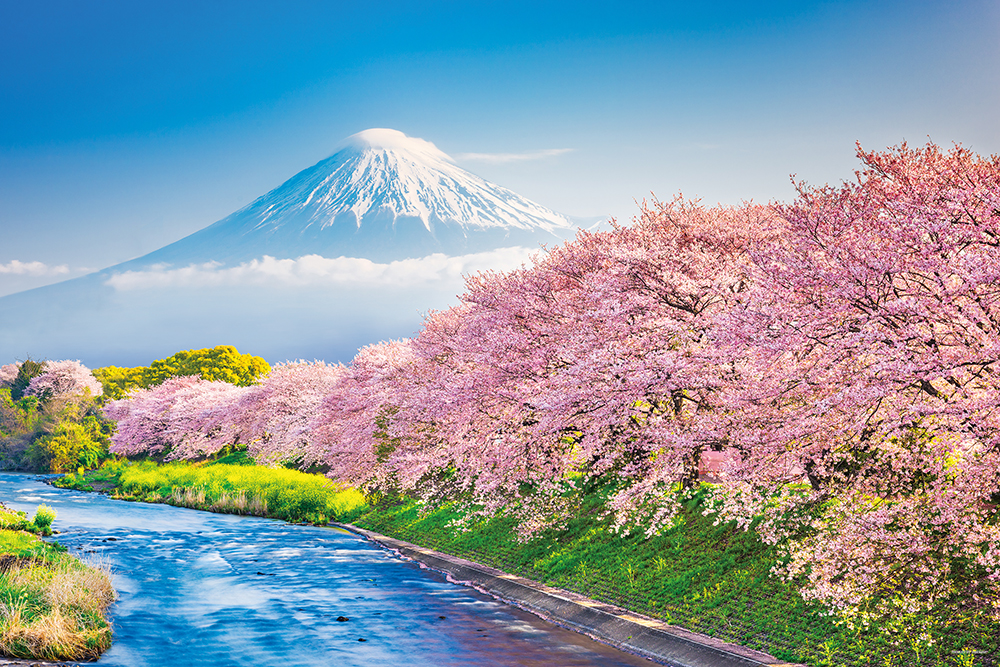 春爛漫の桜並木と富士山（静岡）