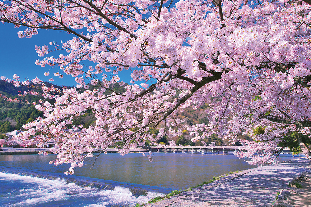 嵐山染める満開桜（京都）