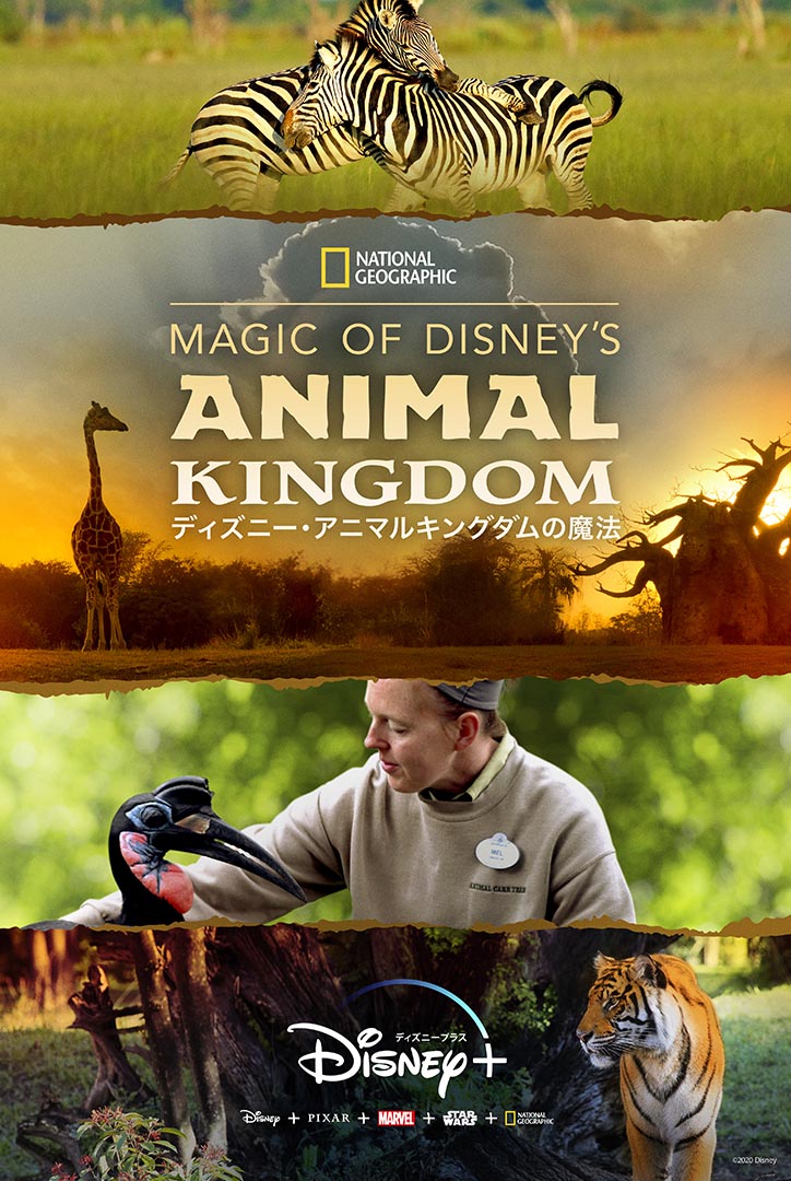 キーアート『Magic of Disney’s Animal Kingdom ディズニー･アニマルキングダムの魔法』