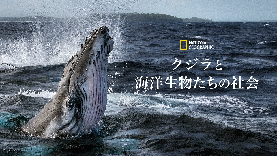 『クジラと海洋生物たちの社会』