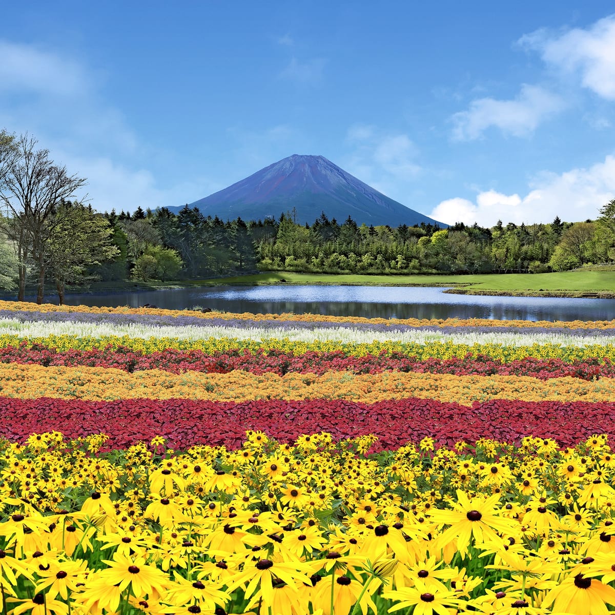 虹の花まつり富士急行