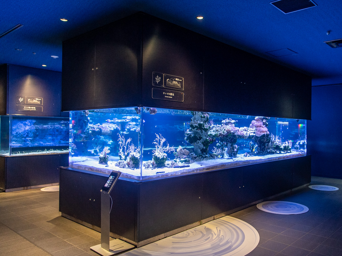 東京スカイツリータウン「すみだ水族館」珊瑚礁