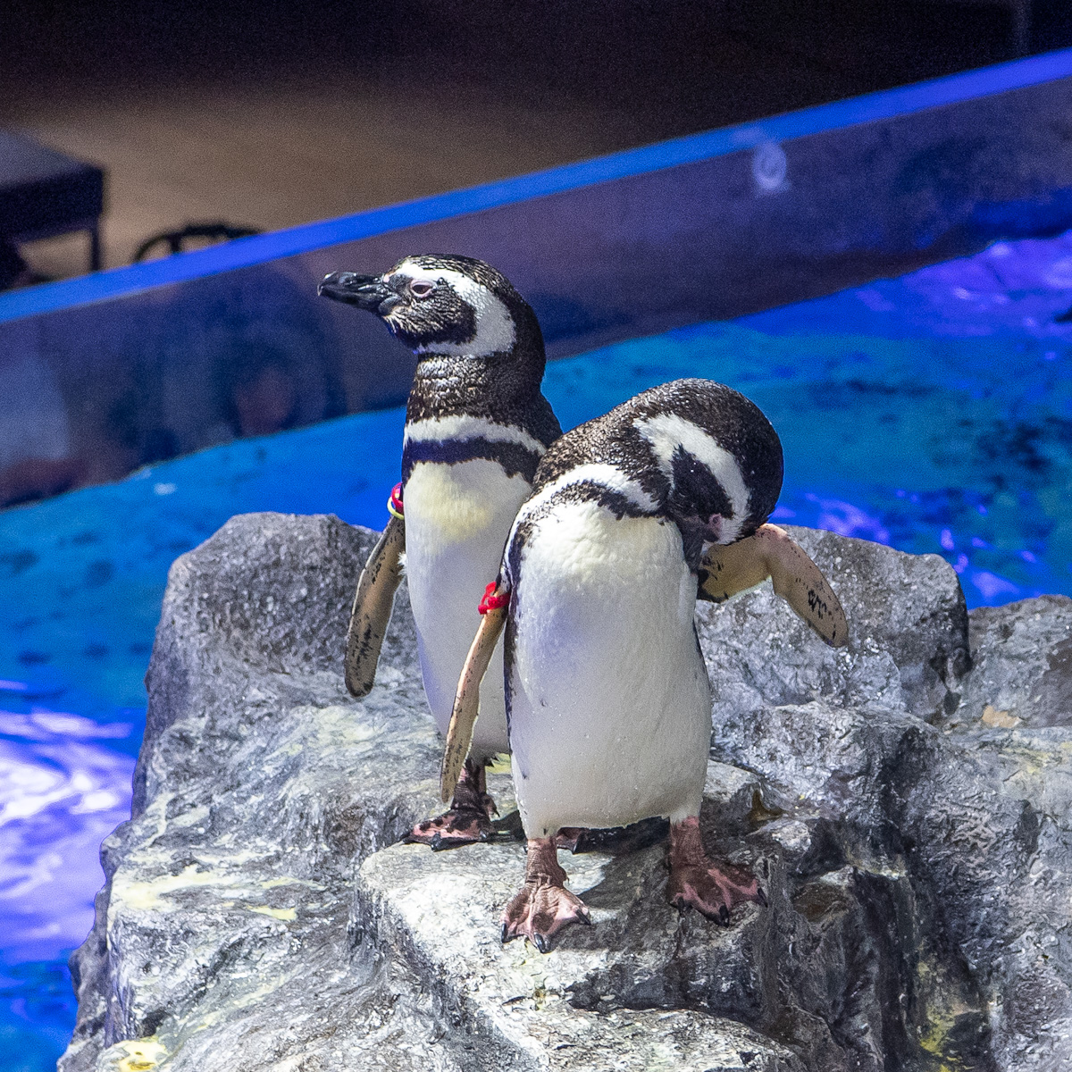 東京スカイツリータウン「すみだ水族館」ペンギン