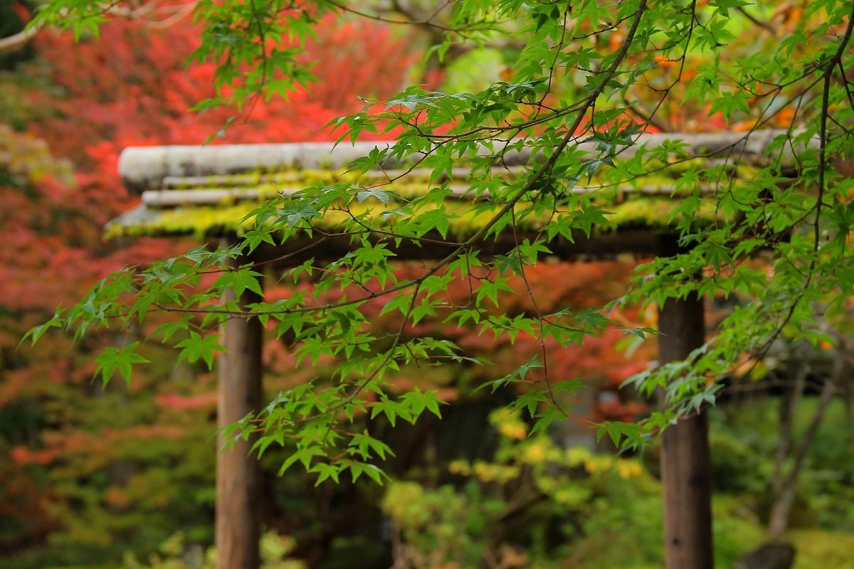 美しい日本庭園が自慢のお食事処