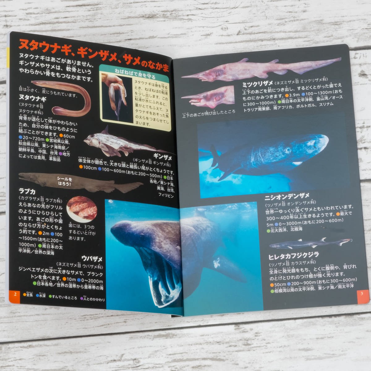 ミニ図鑑「深海生物／深海魚特集 クイズつき」2 - Dtimes