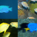 アクアワールド茨城県大洗水族館「きらめく珊瑚礁の魚たち」