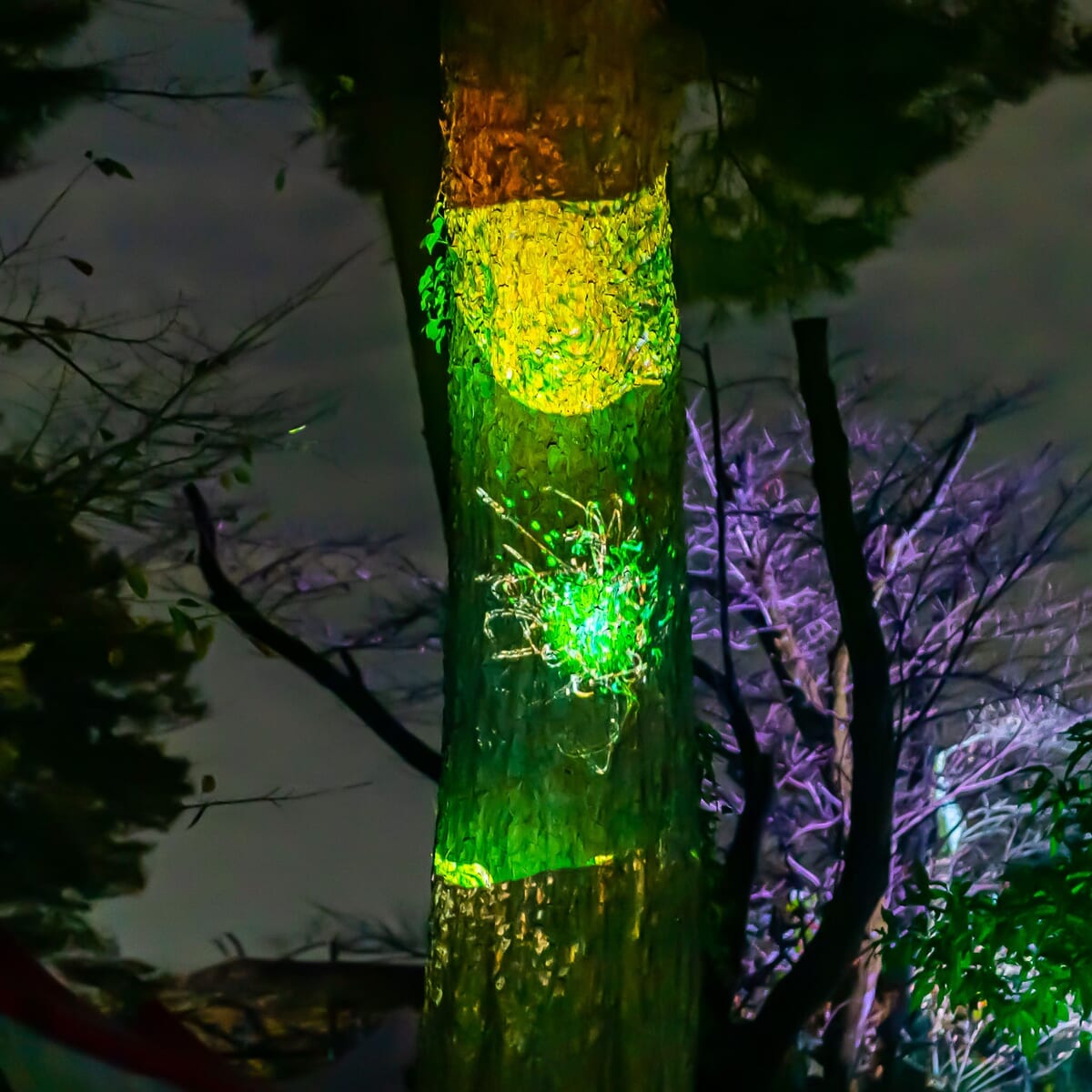 「メモリー・オブ・ライト」木の神