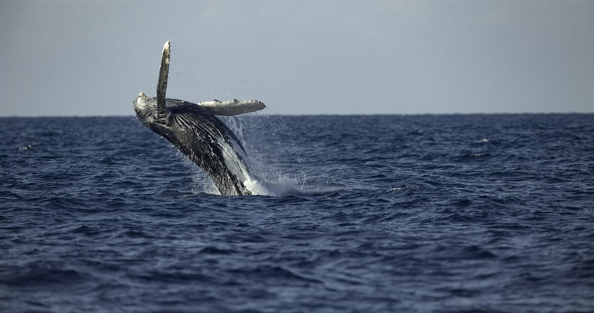 クジラと海洋生物たちの社会