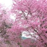 花宝苑「桜園」