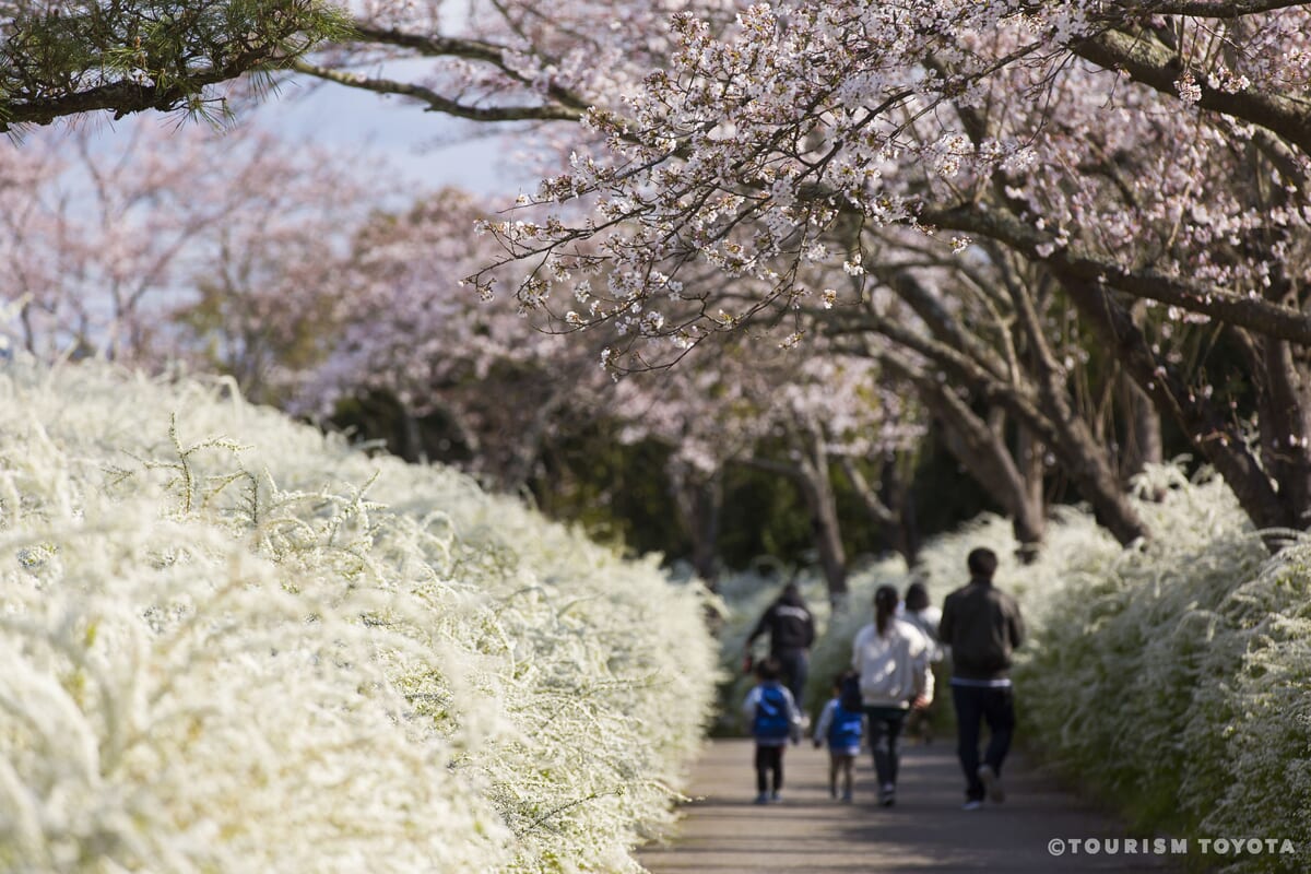 愛知県緑化センター 桜とユキヤナギ