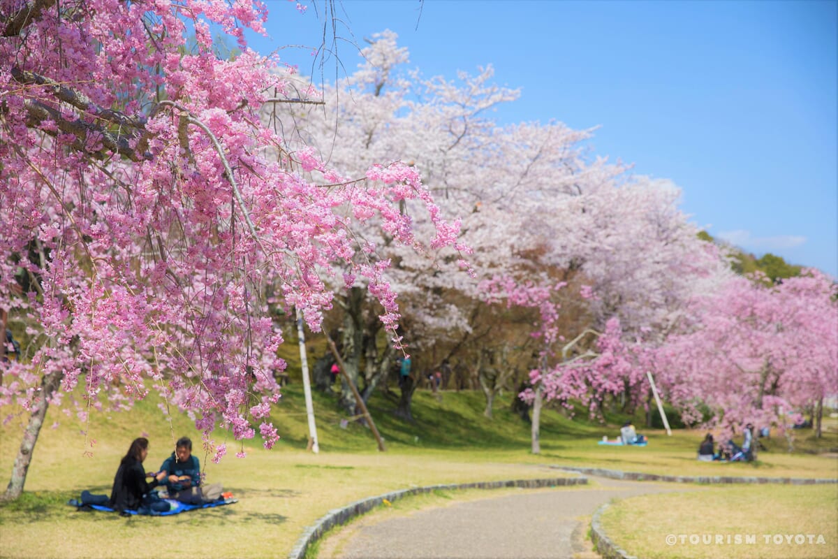 水源公園の桜