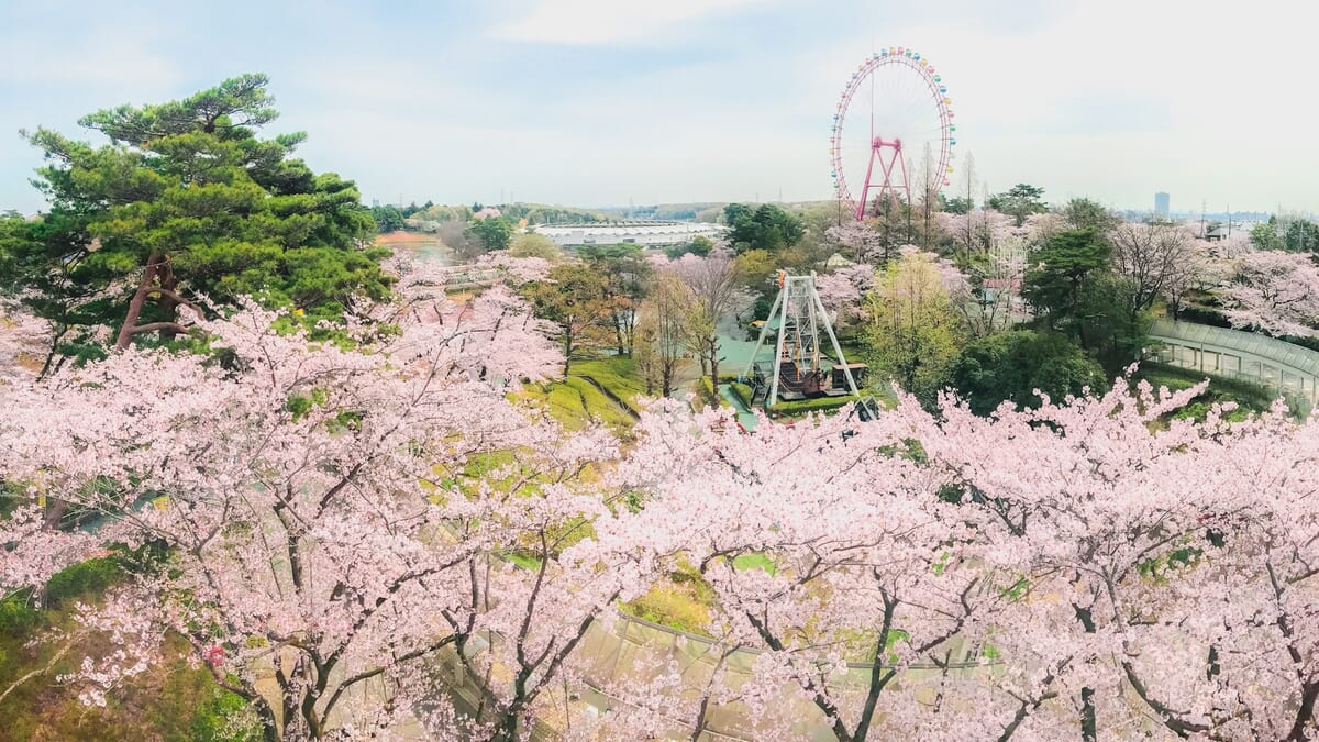 アトラクション「富士見天望塔」からの桜