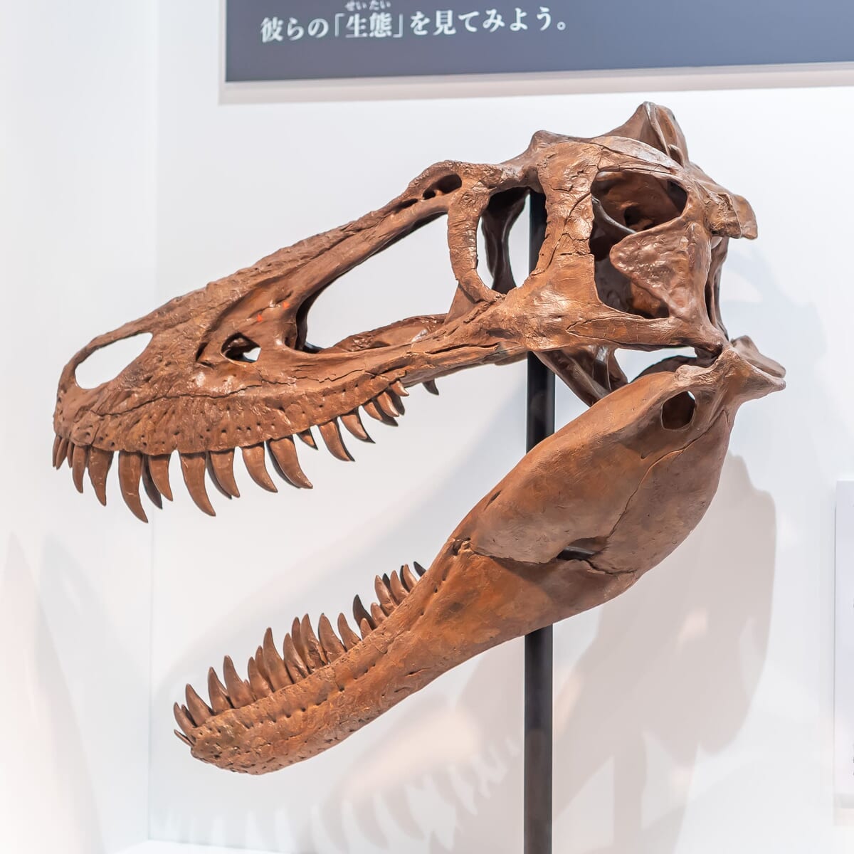 ティラノサウルス 亜科 頭