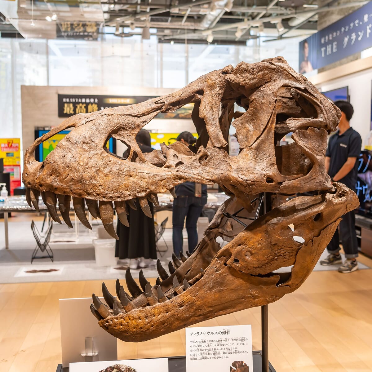 ティラノサウルス頭殻