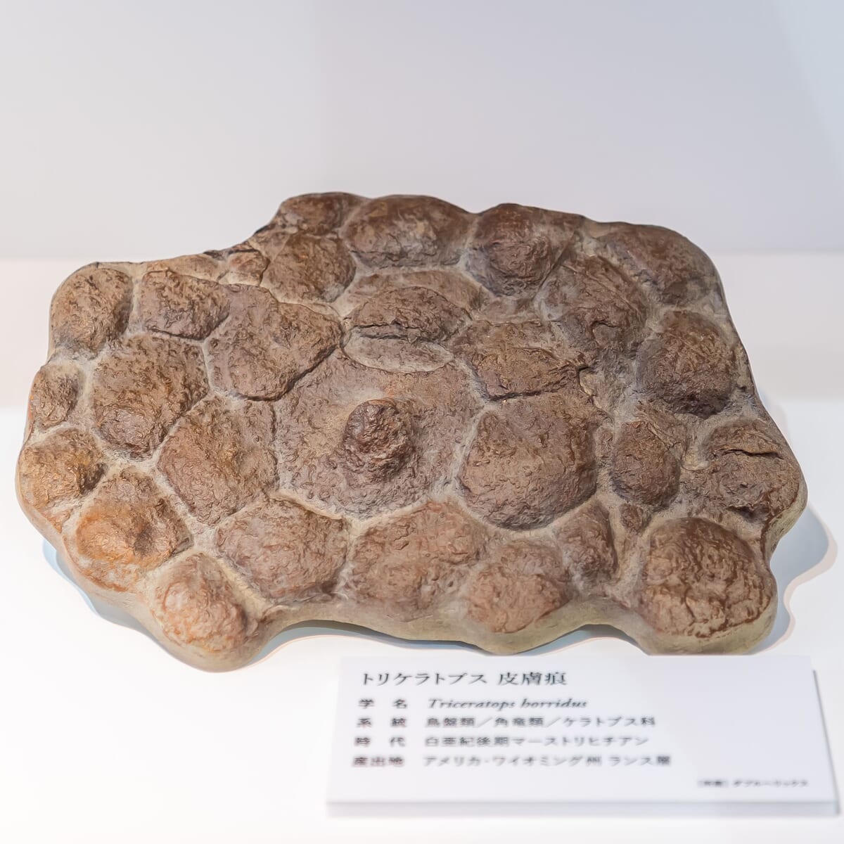 トリケラトプス 皮膚化石