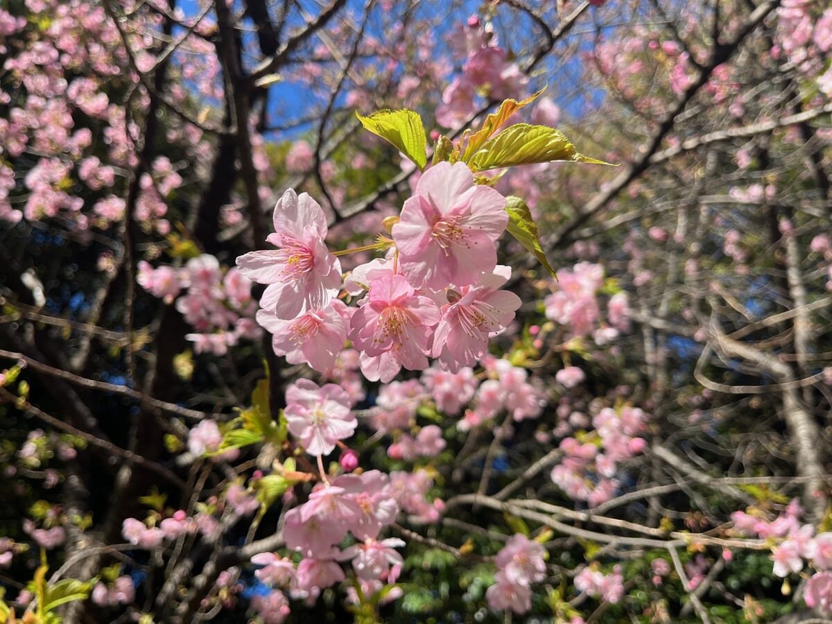 イクスピアリ内「河津桜」2