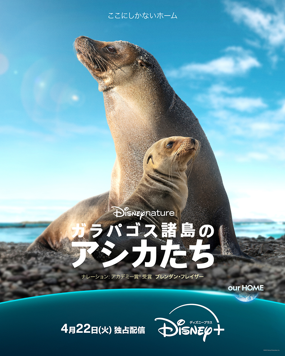 ディズニーネイチャー長編作品『ガラパゴス諸島のアシカたち』