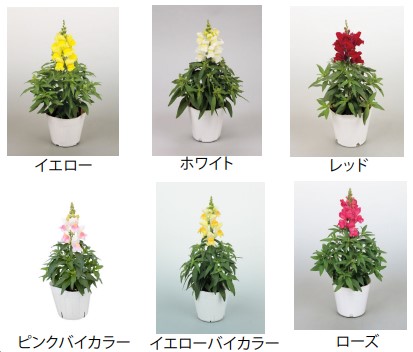 6色の花々に囲まれるフランス庭園