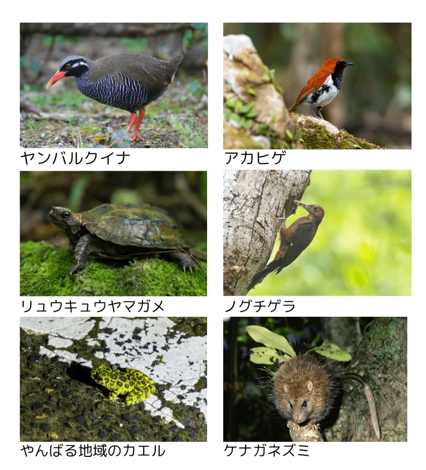 アトラクション「やんばるフレンズ」に登場する、その他の動物たち