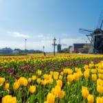 ハウステンボスに咲き誇るチューリップ