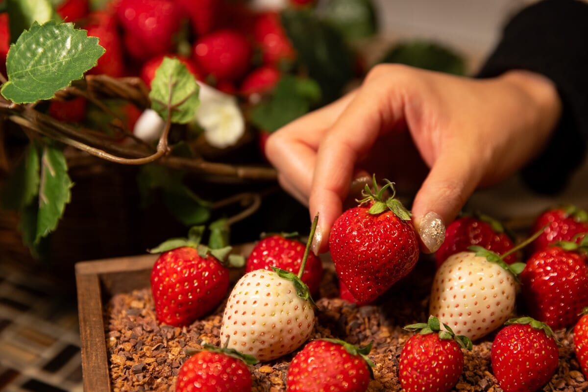 フレッシュいちごを堪能