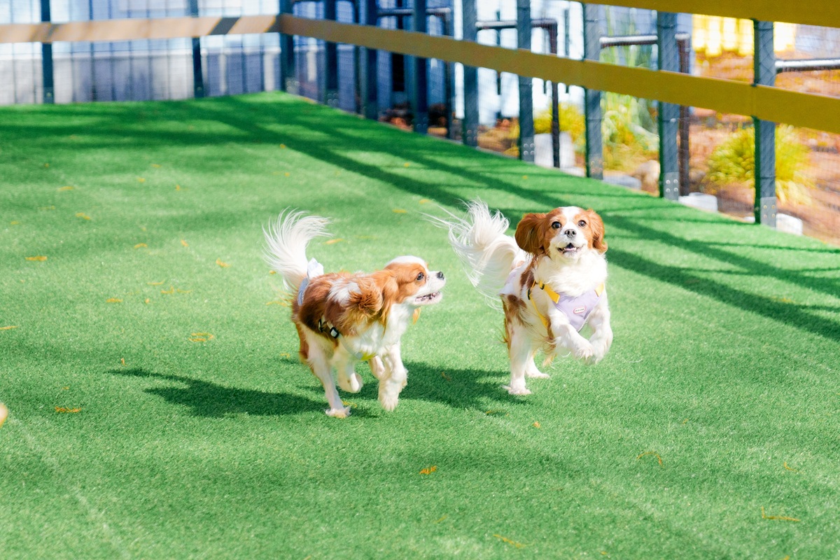 ムーミン谷のプチドッグラン
