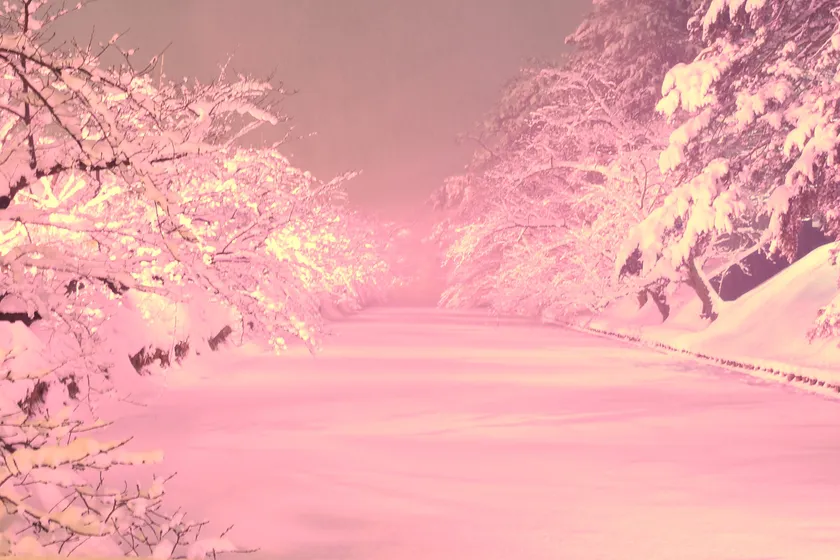 冬に咲くさくらライトアップ 冬に咲くさくらライトアップ