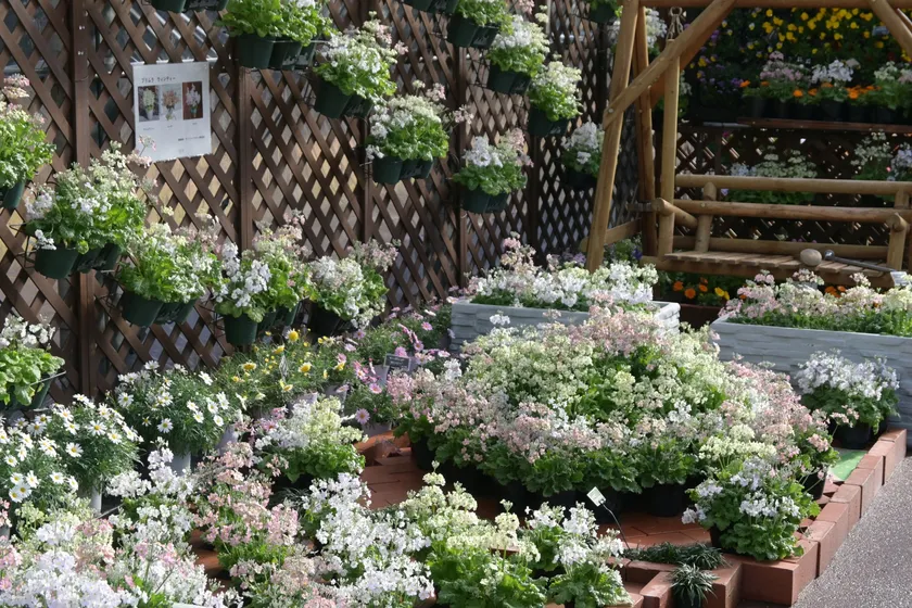 早春の草花展の様子1 早春の草花展の様子1