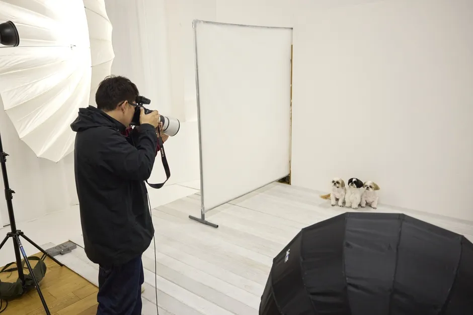 スタジオ機材に囲まれて犬3頭を撮影するプロカメラマン