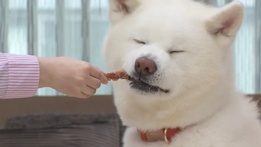 白い犬が肉巻きおやつを受け取るシーン
