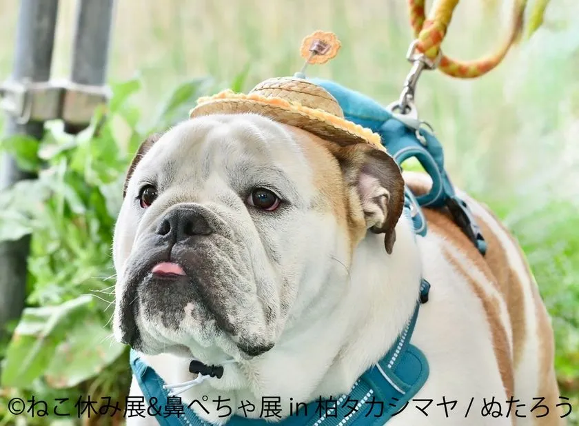 麦わら帽子をかぶったブルドッグの展示作品