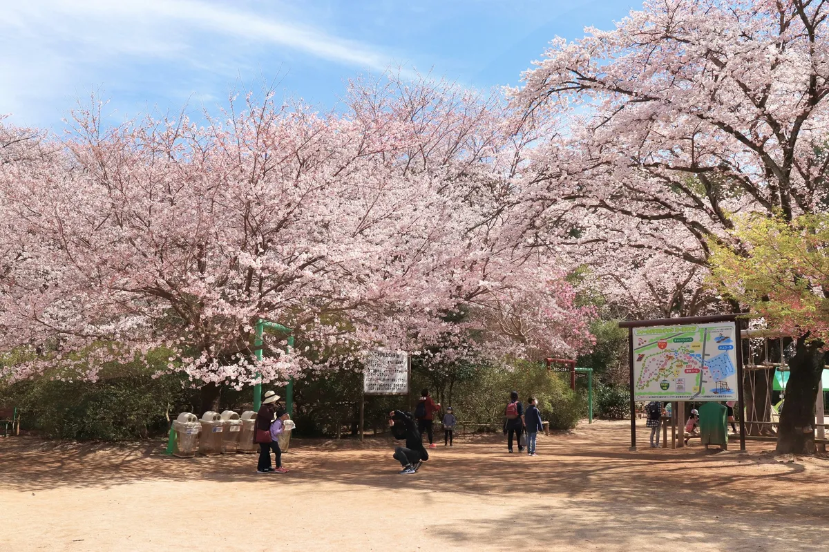 青空の下で桜並木が続く清水公園の園路