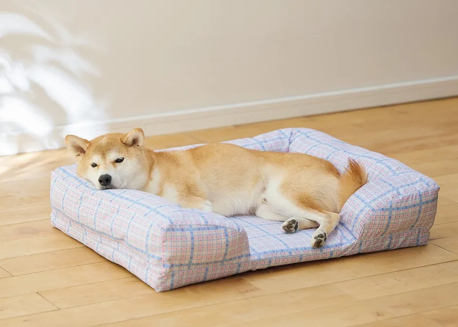 春夏チェック柄ベッドでくつろぐ柴犬