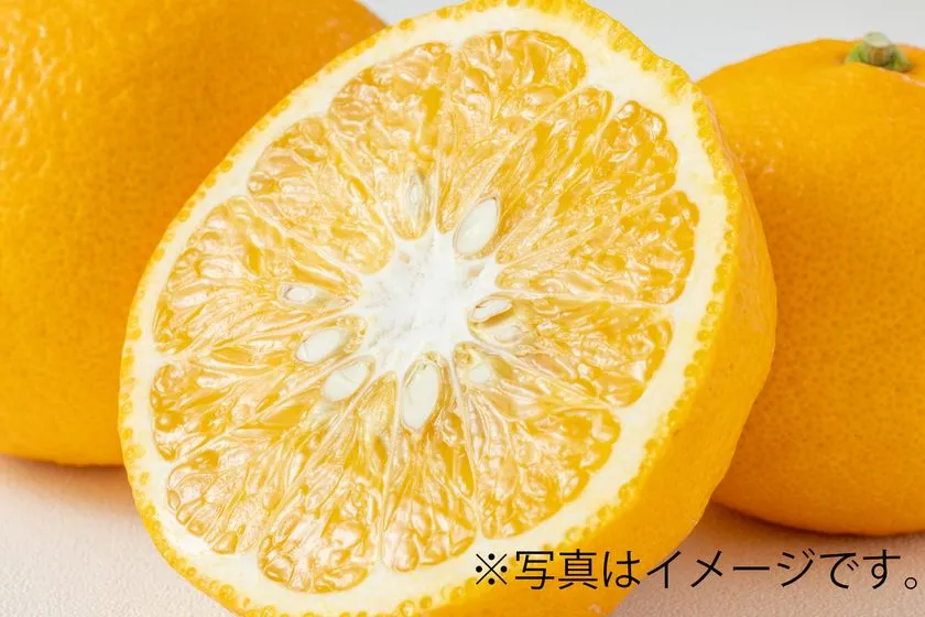 甘夏詰め放題のイメージ