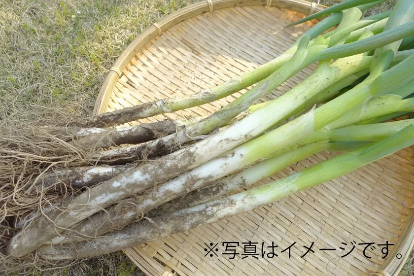 泥ねぎ詰め放題のイメージ