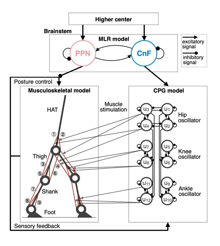 神経筋骨格モデルの概念図