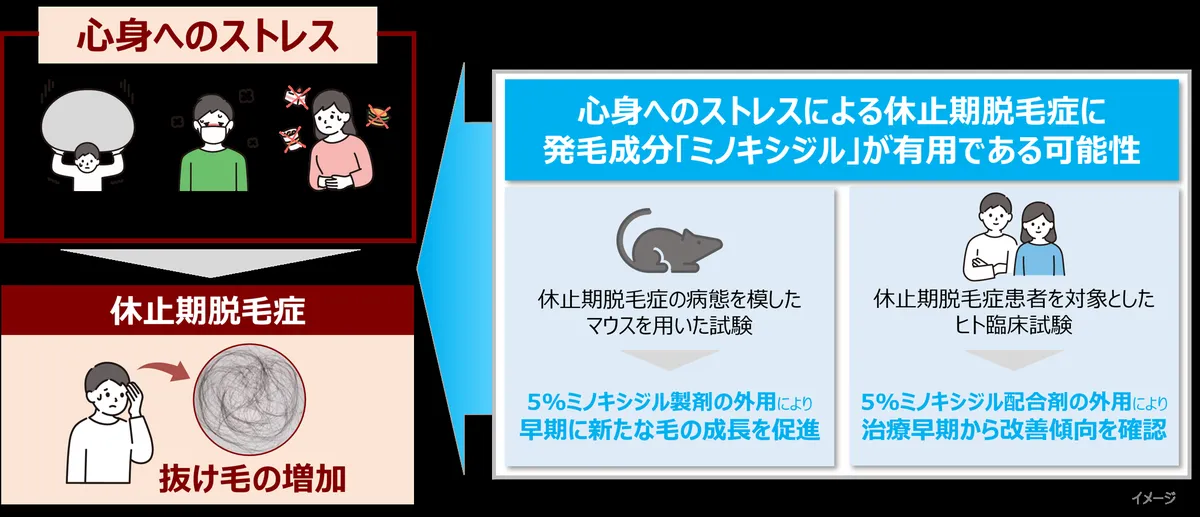 休止期脱毛症研究の関連ビジュアル