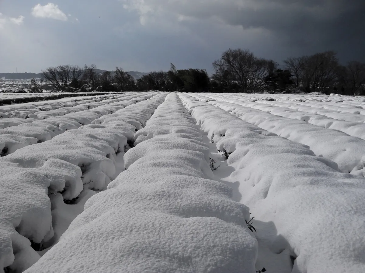 雪に覆われた村上茶の茶畑