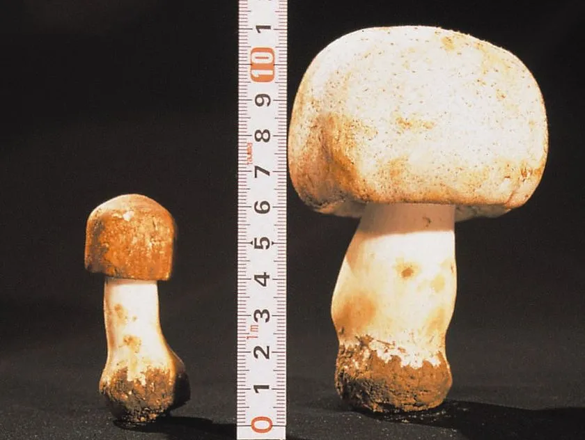 サイズ比較用に並べたアガリクスの写真