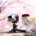 うさぎしんぼる展 mumitanの展示作品