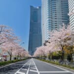 みなとみらい21 さくら通りの桜並木