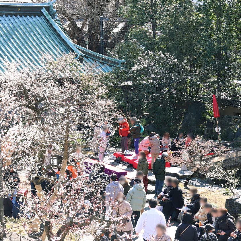 湯島天神梅まつり 梅園風景